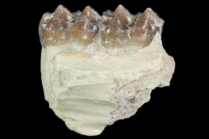 Oligocene Horse (Mesohippus) Jaw Section #101873